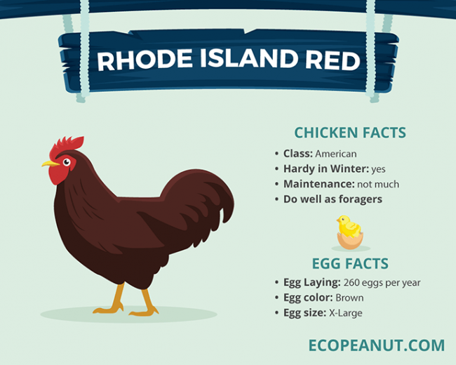 Best Chickens For Eggs? Eco Peanut