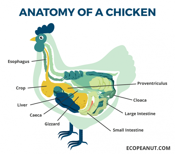 What Do Chickens Eat? A Guide On What To Feed Your Chickens Eco Peanut