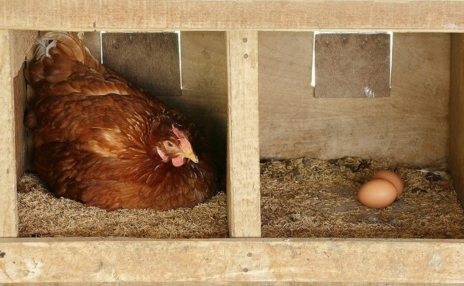 Steps Hatching How to Start Hatching Chicken Eggs: The Complete Guide - Eco Peanut
