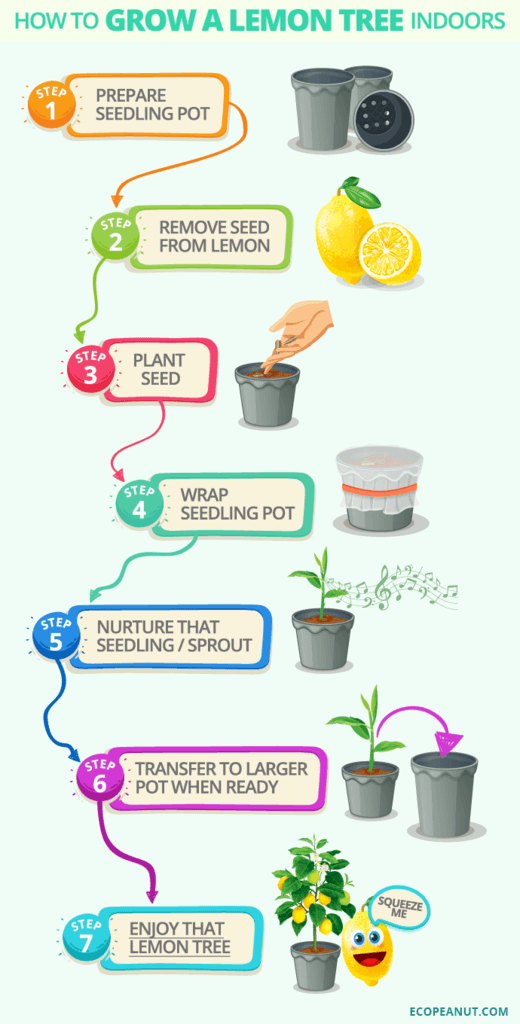 How to Grow a Lemon Tree Indoors Eco Peanut