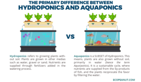 Does aquaponics need sunlight How can we feed the world with foam?
