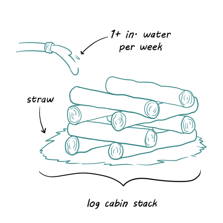 Growing Shiitake Mushrooms on Logs Eco Peanut