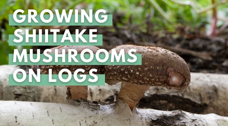 Growing Shiitake Mushrooms on Logs Eco Peanut
