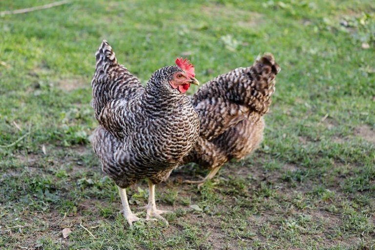 How Long Do Chickens Live? The Average Chicken Lifespan