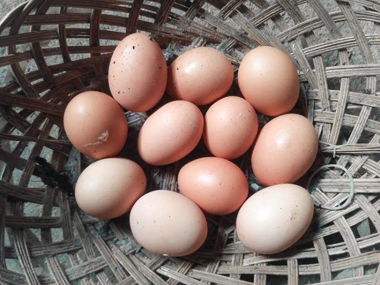 20 Chickens That Lay Colored Eggs [Brown/Blue/Green/Pink]