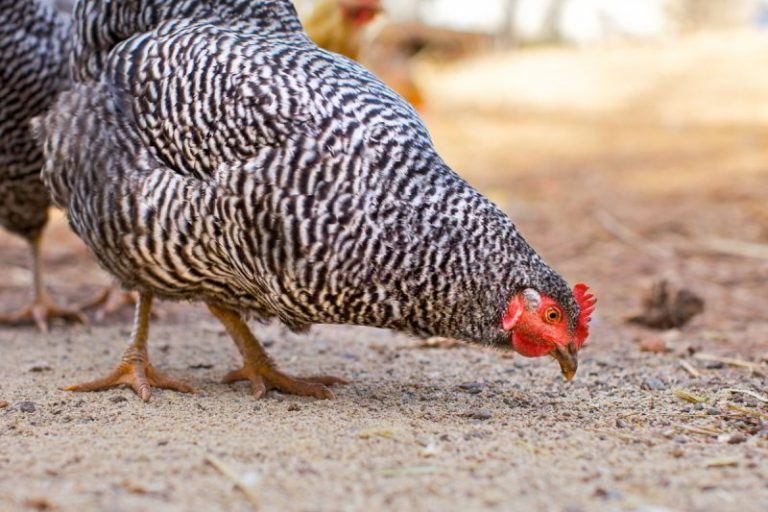 Do Chickens Eat Ticks? Plus, Best Chicken Breeds For Tick Control