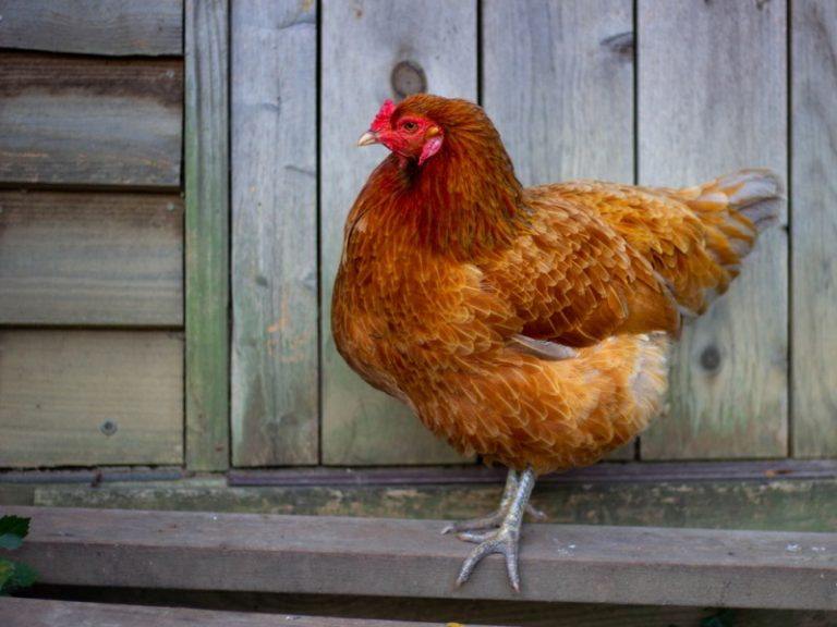 Ameraucana Chicken Breed Everything You Need To Know