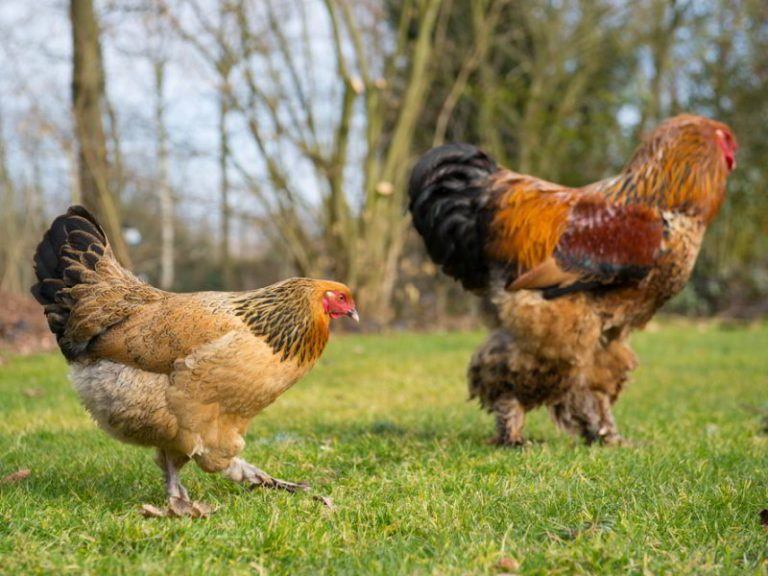 Brahma Chicken Breed Everything You Need To Know
