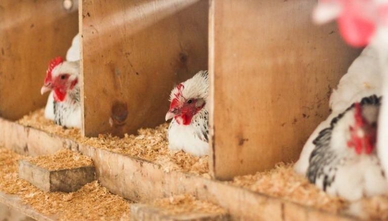 The 4 Best Chicken Nesting Boxes For Your Backyard Chickens