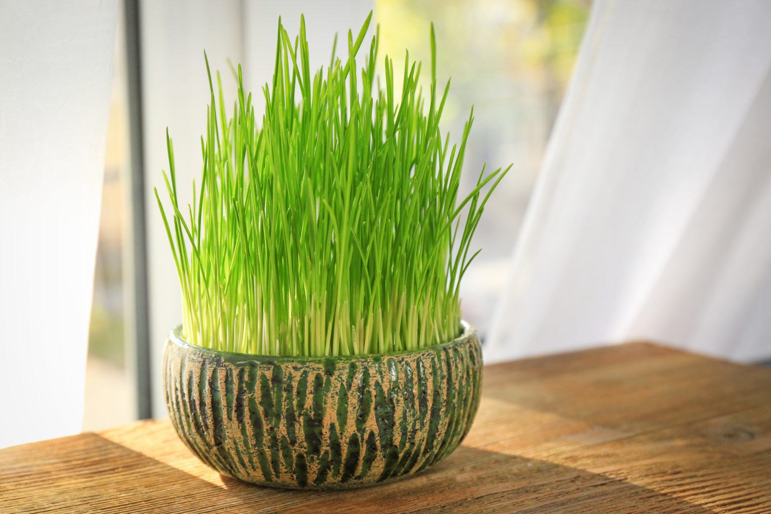 Growing Wheat Grass Indoors In 5 Simple Steps