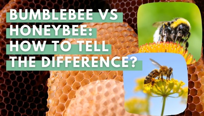 Bumblebee Vs Honeybee: How To Tell The Difference?
