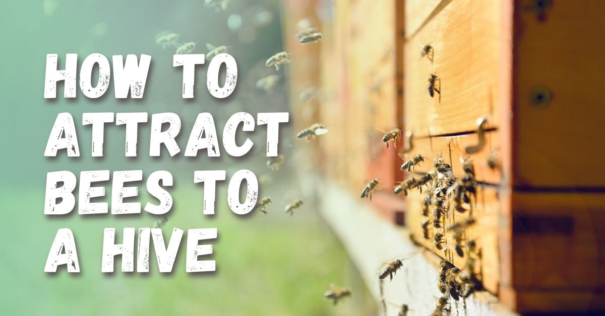 How to Attract Bees to a Hive (StepbyStep Guide)
