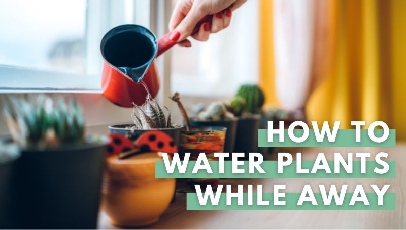 How To Water Plants While Away: 8 Effective Methods