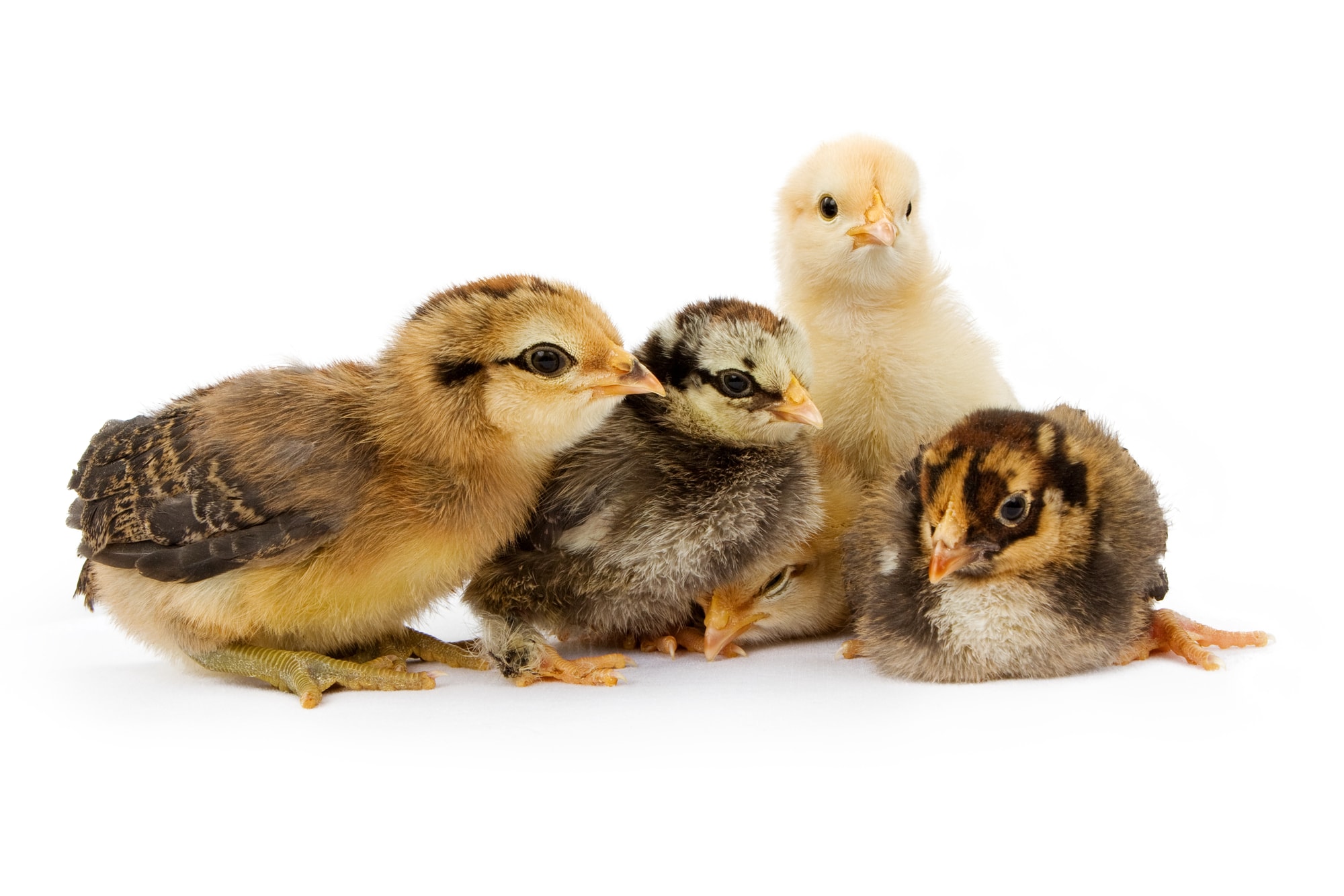 What Are Straight Run Chickens? Pullets? Eco Peanut