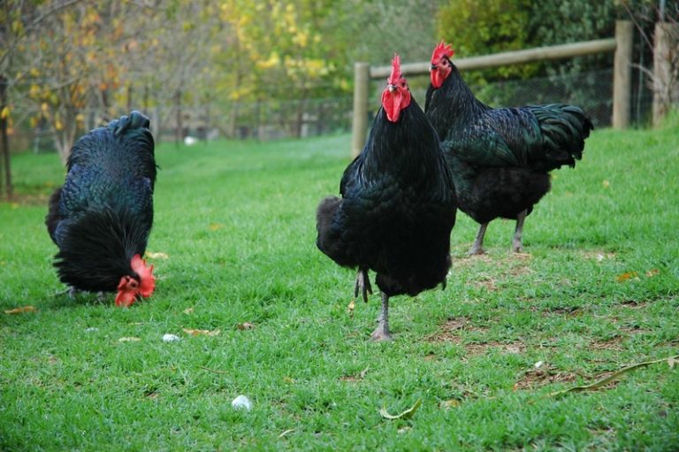 Jersey Giant Chicken Breed Guide Eco Peanut