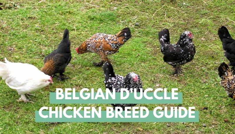 Belgian d’Uccle Chicken Breed Guide: Eggs, Height, Size, and Raising ...