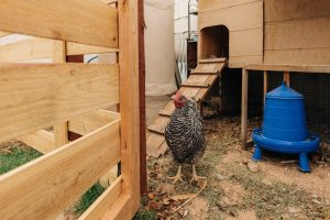 Chicken Coop Ramps: Angle, Spacing, and More - Eco Peanut