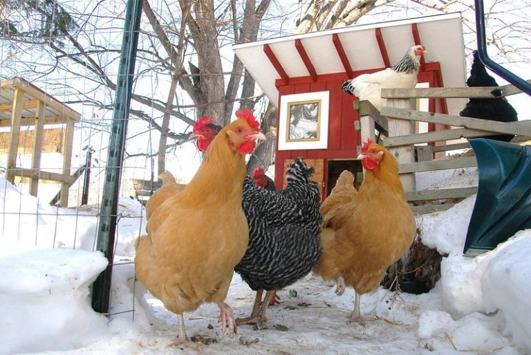 Chicken Coop Paint Ideas Best Colors For Your Coop Eco Peanut