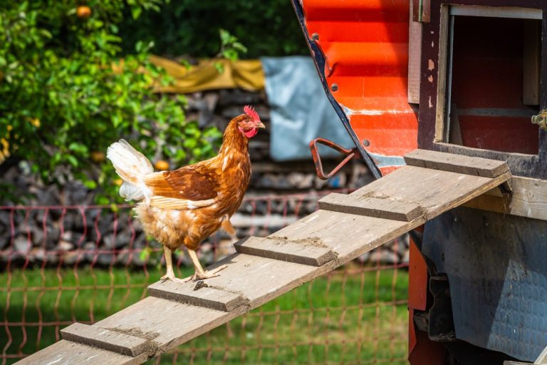 Chicken Coop Ramps Angle, Spacing, and More Eco Peanut