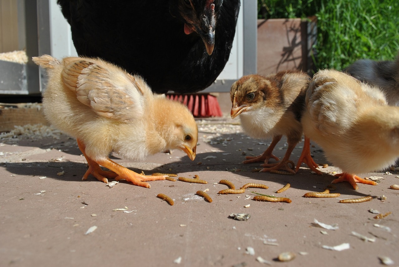 Feeding Mealworms to Chickens 7 Reasons Why You Should Eco Peanut