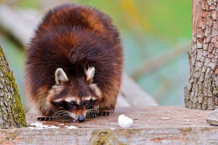 Do Raccoons Kill Chickens? What You Should Know Eco Peanut
