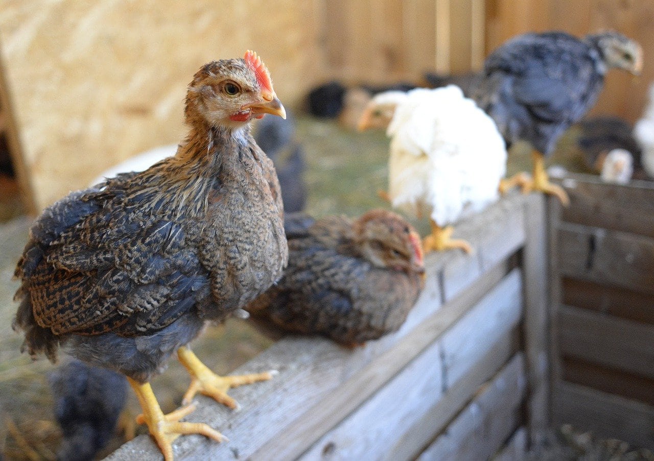 How Old Is My Chick? Simple Ways to Find Out! Eco Peanut