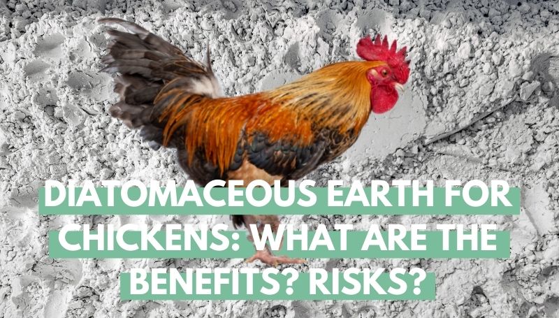 Diatomaceous Earth For Chickens: What Are The Benefits? Risks? - Eco Peanut - The Eco-Friendliness Of Diatomaceous Earth For Chicken Mites
