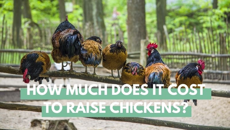 How Much Does It Cost To Raise Chickens? - Eco Peanut