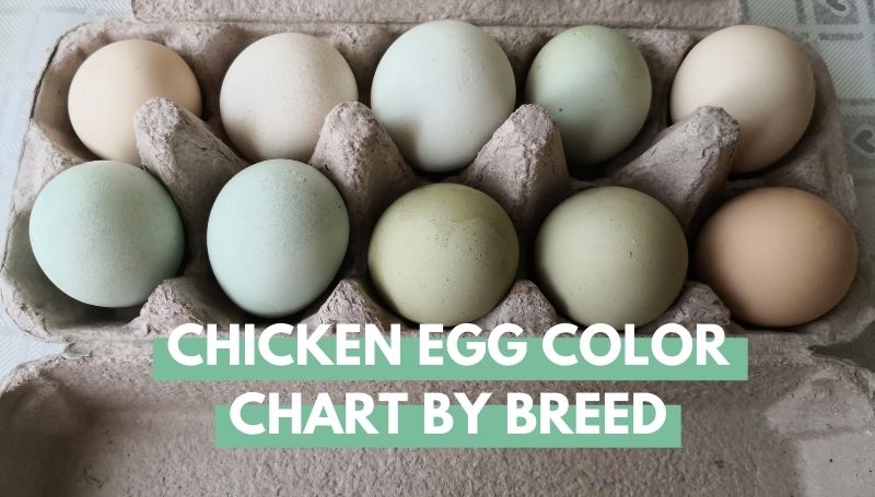Chicken Egg Color Chart By Breed - Eco Peanut
