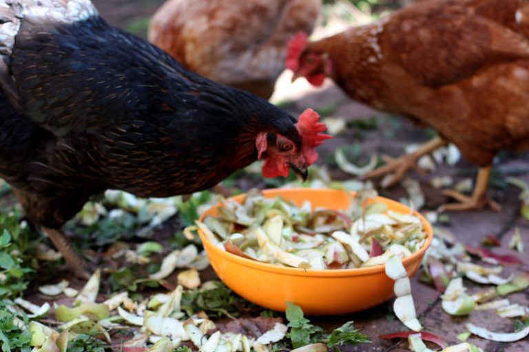 Can Chickens Eat Apples? Are Apple Seeds Safe? Eco Peanut