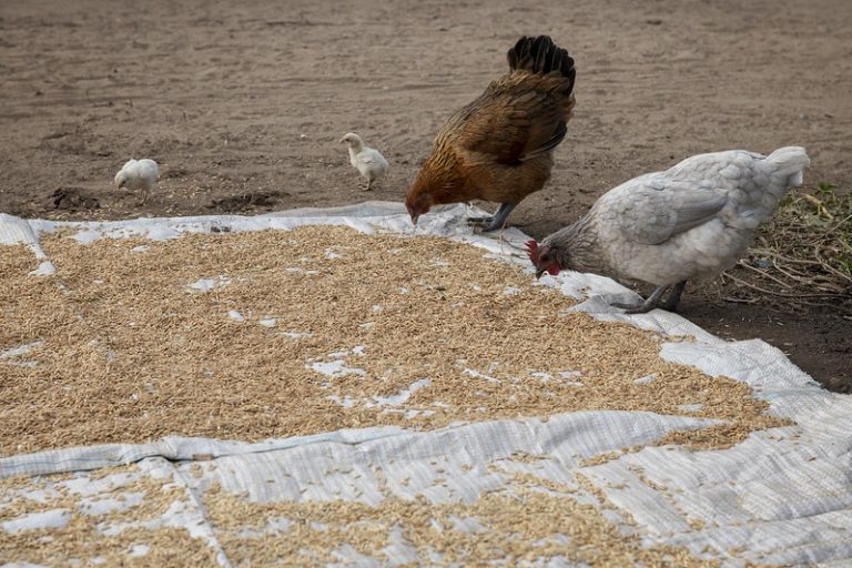 Can Chickens Eat Rice? [Nutrition and Concerns] Eco Peanut