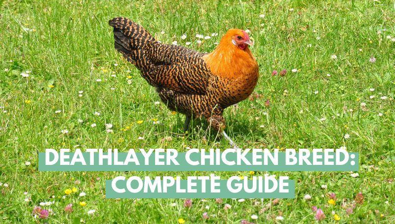 Deathlayer Chicken Breed: Complete Guide - Eco Peanut