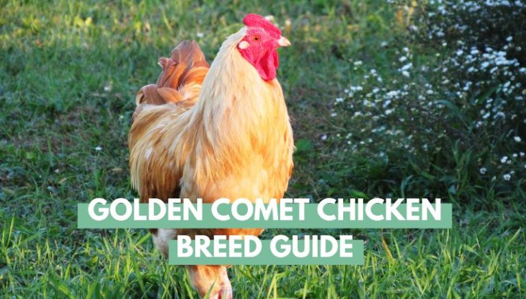 Raising Chickens - Eco Peanut - Golden Comet Chicken Breed Information