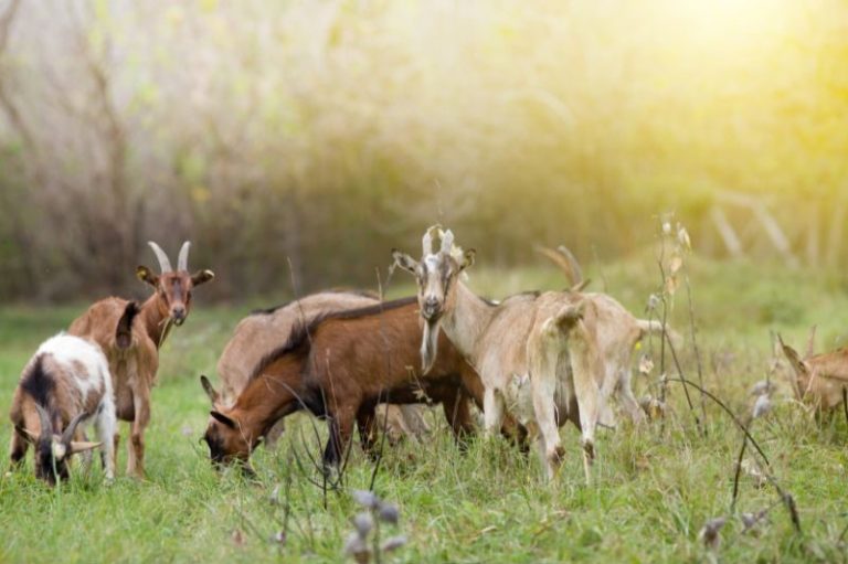 Best Goats for Clearing Brush Eco Peanut