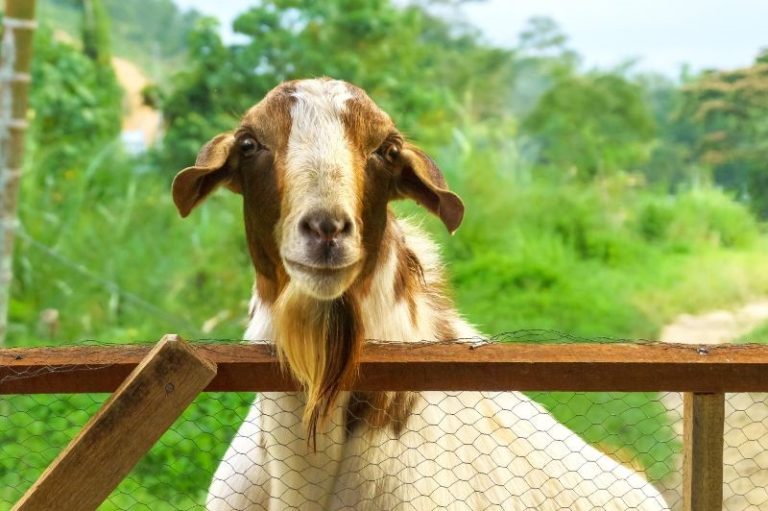 Best Goats for Clearing Brush Eco Peanut