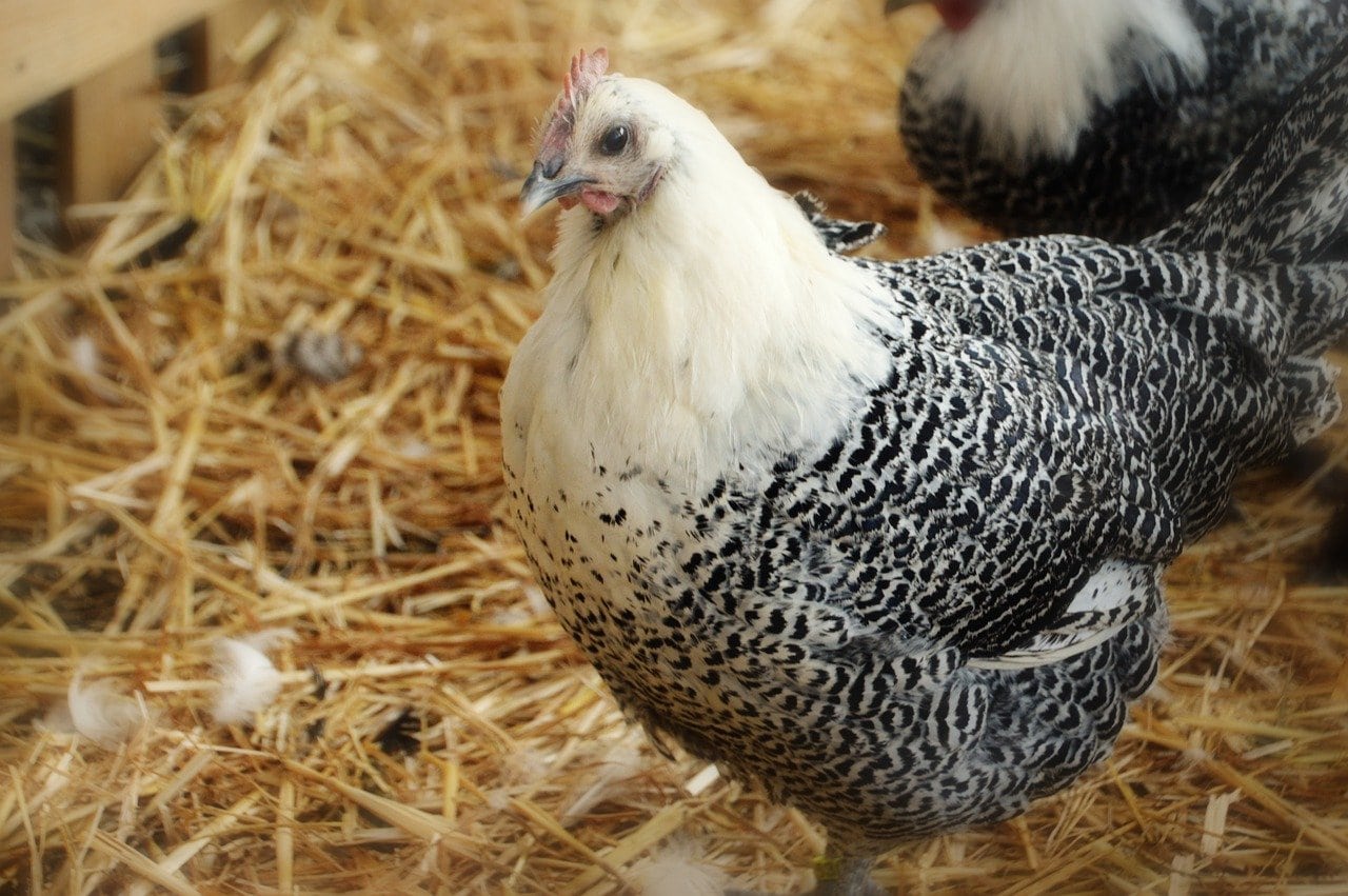 Deathlayer Chicken Breed: Complete Guide - Eco Peanut