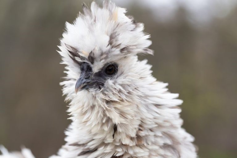Frizzle Showgirl Chicken Breed Profile Eco Peanut