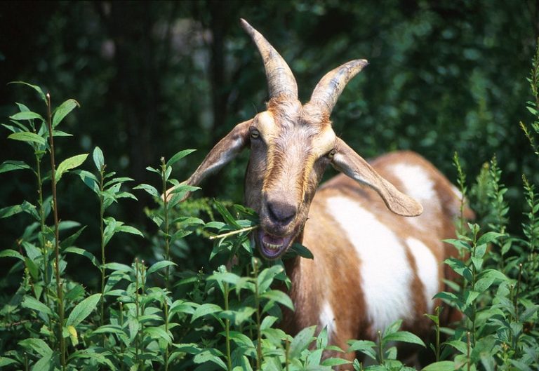 Best Goats for Clearing Brush Eco Peanut
