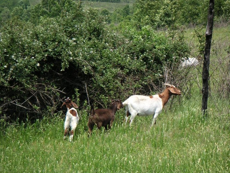 Best Goats for Clearing Brush Eco Peanut