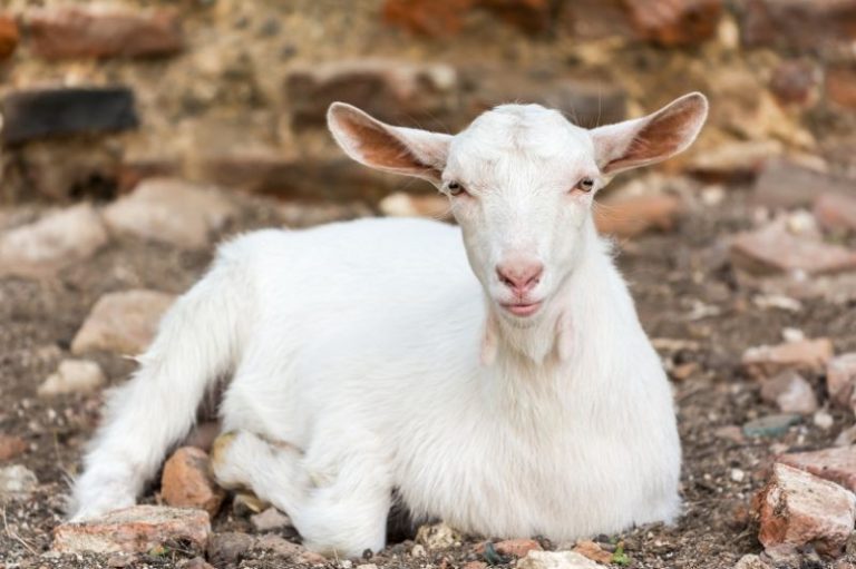 Best Goats for Clearing Brush Eco Peanut