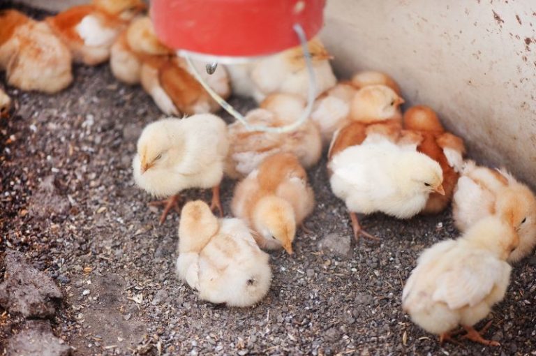 How Long Do Chicks Need a Heat Lamp? Eco Peanut