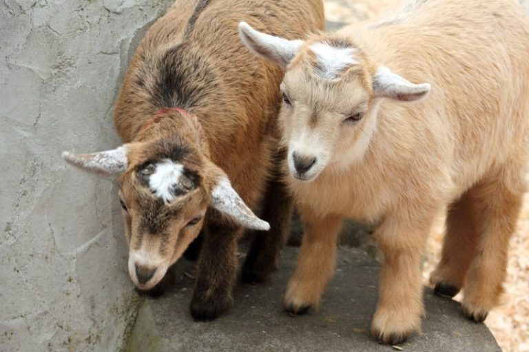 Best Goats for Clearing Brush Eco Peanut