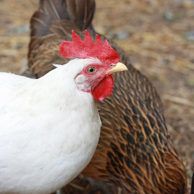 California White Chicken Complete Breed & Care Guide Eco Peanut