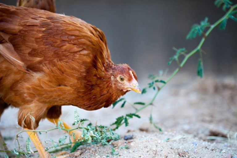 12 Red Chicken Breeds Eco Peanut