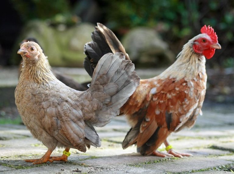 Serama Chicken: How to Raise This Small Breed - Eco Peanut