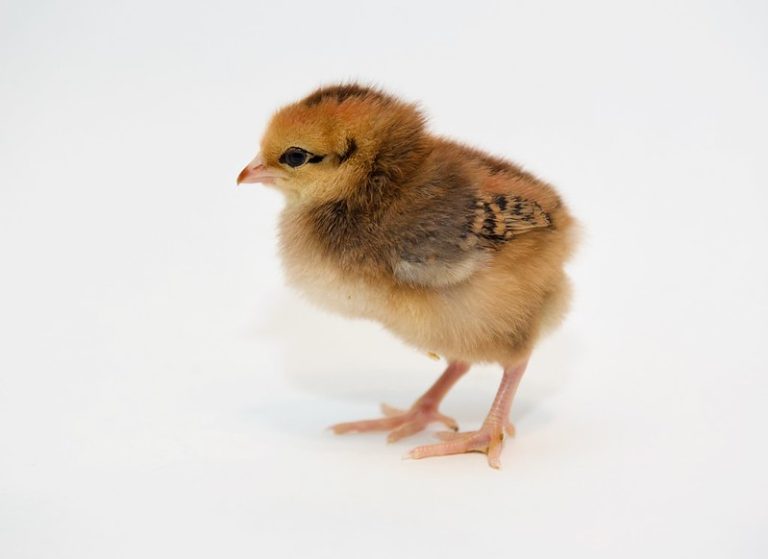 Cinnamon Queen Chicken Complete Breed & Care Guide Eco Peanut