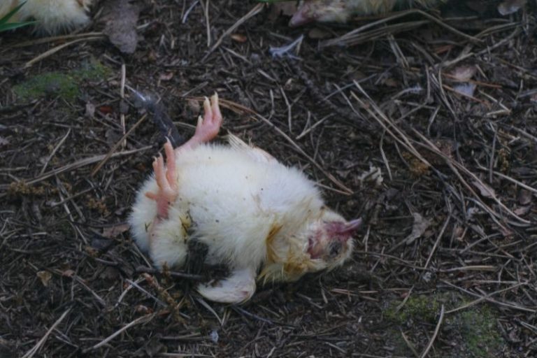 Are Your Backyard Chickens Dying? Here Are The Top Reasons Why! Eco Peanut