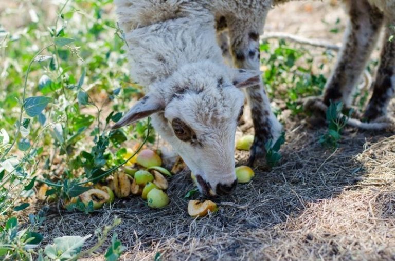 Can Goats Eat Apples? Is it Safe? Eco Peanut