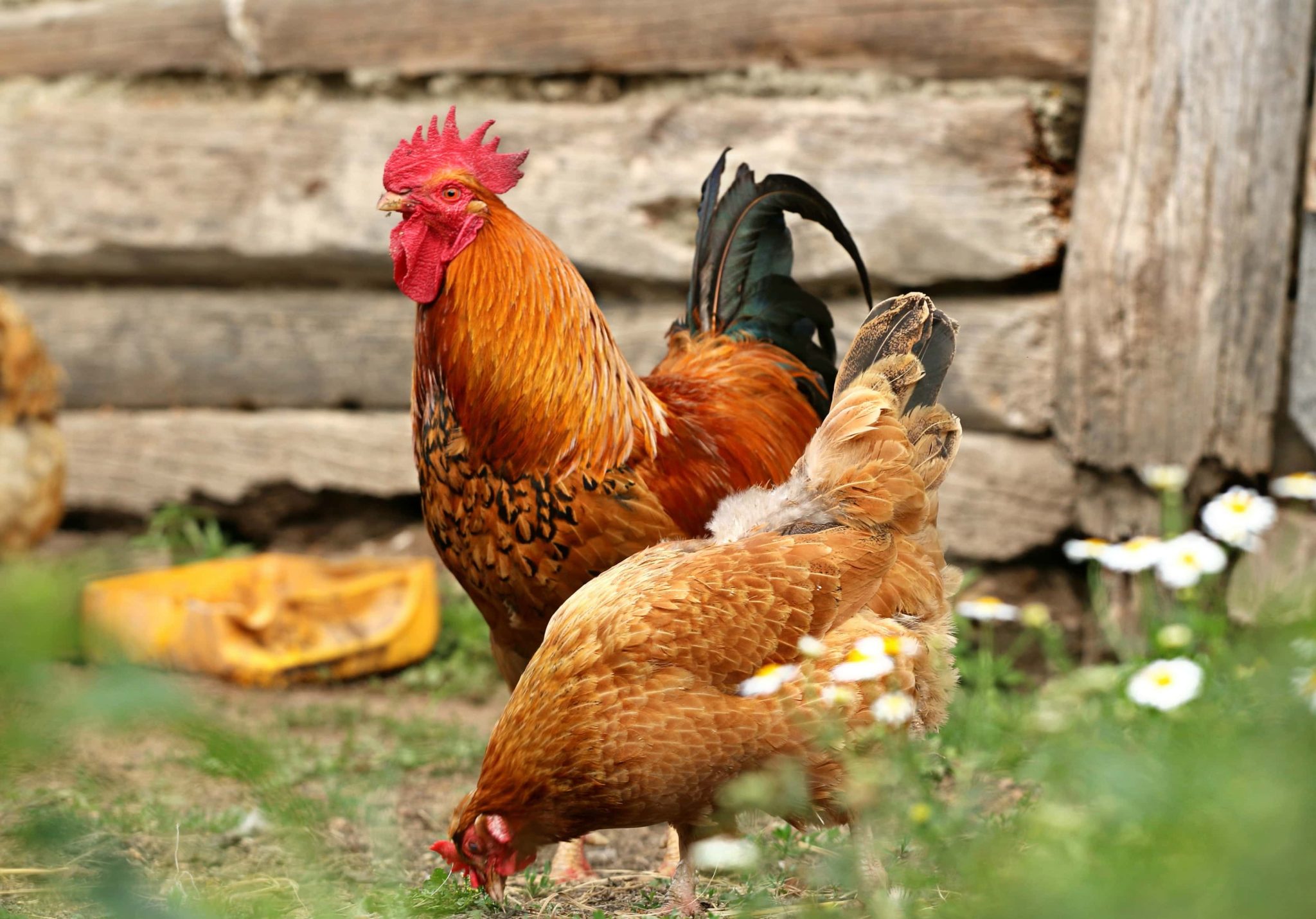 Can Chickens Eat Spinach? Is It Safe? Eco Peanut