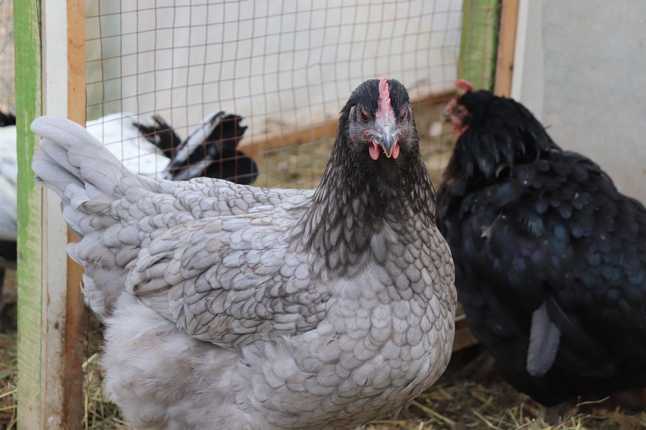 Sapphire Gem Chicken Breed Care Guide Eco Peanut
